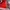 Umbro Sportswear Jersey Pria red photo 5