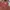 Y2K Casual Trench coat Wanita brown photo 2