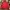 Crocodile Casual Harrington jacket Pria red photo 1