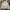 L.L.Bean Streetwear Casual Harrington Jacket Pria Cream