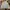 L.L.Bean Streetwear Casual Harrington jacket Pria cream photo 3