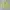 Stussy Streetwear Skater Hoody Pria green photo 2