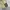 Carhartt Vintage Y2K Pria cream tan photo 5