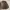 Polo Ralph Lauren Harrington jacket Pria brown photo 2