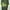Vintage T-shirt Pria green photo 1
