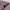 Casual Formal shirt Pria purple white photo 3