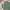 Streetwear Skater Jeans Pria green photo 5