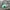 Thrasher Streetwear Skater Hat Pria green photo 3
