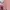 Calvin Klein Luxury Minimalist Sweater Pria pink photo 2
