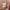 Calvin Klein Luxury Minimalist Sweater Pria pink photo 5