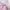 Casual Short Kids pink photo 3
