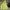 Ellesse Sportswear Minimalist Sweater Pria Green Yellow