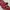 DASI FORMAL UNISEX ORIGINAL photo 5