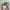 Realtree Streetwear Y2K Hat Wanita brown photo 3