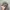 Realtree Streetwear Y2K Hat Wanita Brown