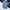 Carhartt Streetwear Skater Sweatpants & Joggers Pria Navy Blue