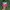 Vintage Skater Hat Pria green red photo 1