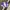 Nike Vintage Sportswear Windbreaker Pria purple white photo 3