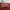 Guess Minimalist Wanita burgundy photo 2