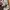 Uniqlo Streetwear Gorpcore Tracksuit Pria tan photo 6