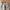 Uniqlo Streetwear Gorpcore Tracksuit Pria tan photo 7