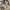 Spao Casual Harrington jacket Pria tan photo 5