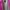 Coach Luxury Fleece Wanita pink photo 3