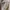 Burberry Casual Polo shirt Pria cream photo 3