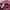 Sportswear Hat Wanita burgundy photo 8