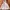 Adidas Streetwear Puffer Jacket Pria White Black