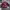 Japanese brand Vintage Y2K Harrington jacket Pria purple photo 1