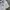Lacoste Y2K Casual Polo shirt Pria white photo 4