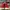 Nike Streetwear Sportswear Sneakers Pria white red photo 2