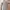 Luxury Bodycon dress Wanita white tan photo 3