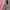 Fairy Coquette Wanita pink photo 2