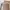 Shein Minimalist Casual Bodycon dress Wanita tan photo 3