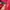 Guess Casual Track jacket Kids red photo 2