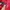 Guess Casual Track Jacket Kids Red