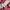 Japanese brand Lolita Avant Garde Skirt Wanita multicolor photo 6