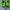 Puma Casual Pria green black photo 5