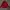 Adidas Sportswear Track jacket Pria burgundy red photo 1