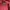 Stussy Streetwear Hoody Pria red photo 6