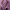 Coquette Wanita purple photo 1