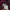 Pancoat Avant Garde Fairy Hoody Pria Burgundy
