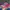 47 Brand Vintage Streetwear Hat Pria Navy Red