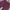 Casual Short Pria burgundy photo 4