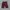 Casual Short Pria burgundy photo 2