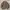 Casual Sweatshirt Pria Tan