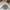 The North Face Indie Casual shirt Pria white gray photo 4