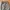 Reebok Streetwear Sportswear Tracksuit Pria gray photo 6